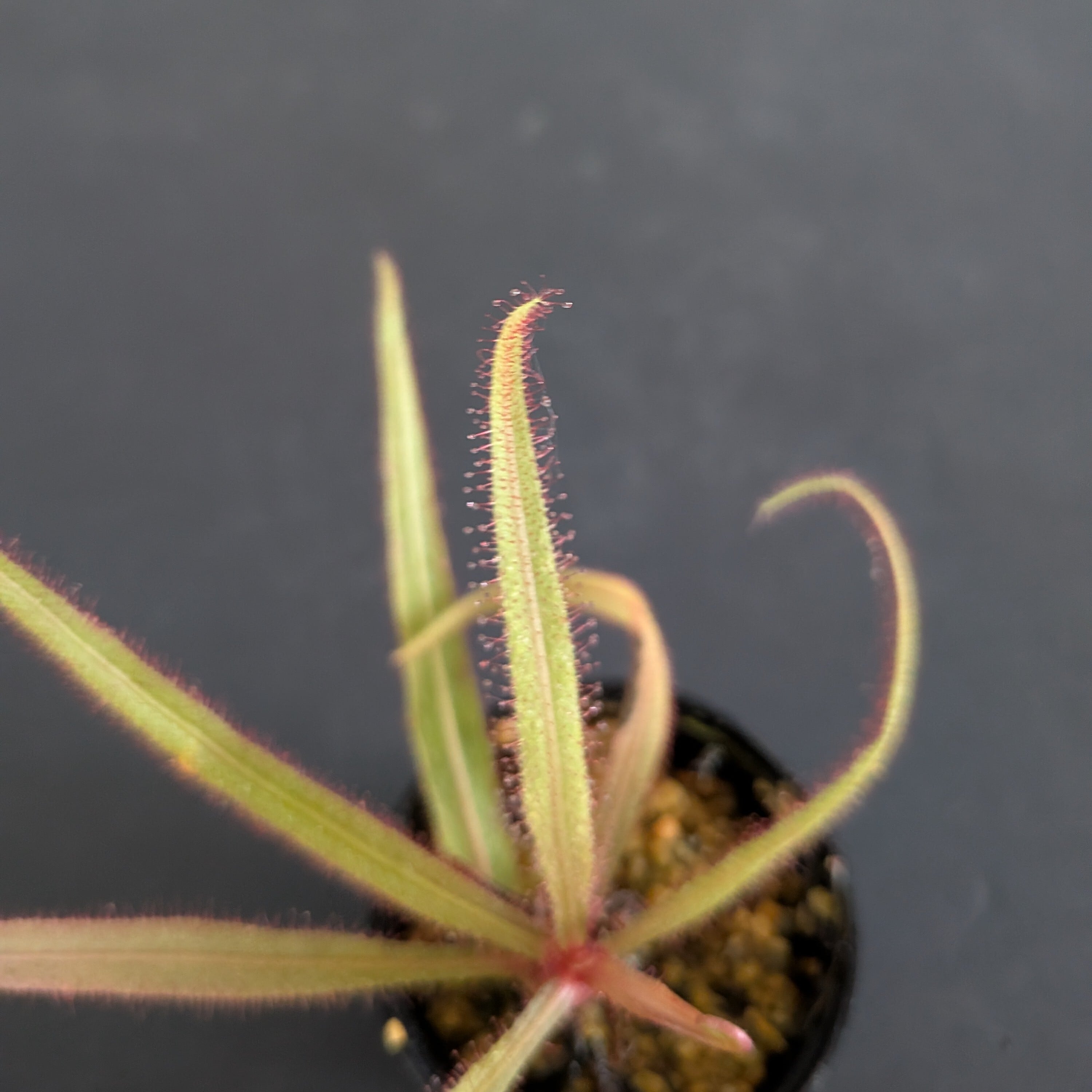 ドロセラ アデラエ Drosera adelae （モウセンゴケ）【食虫植物】 苔