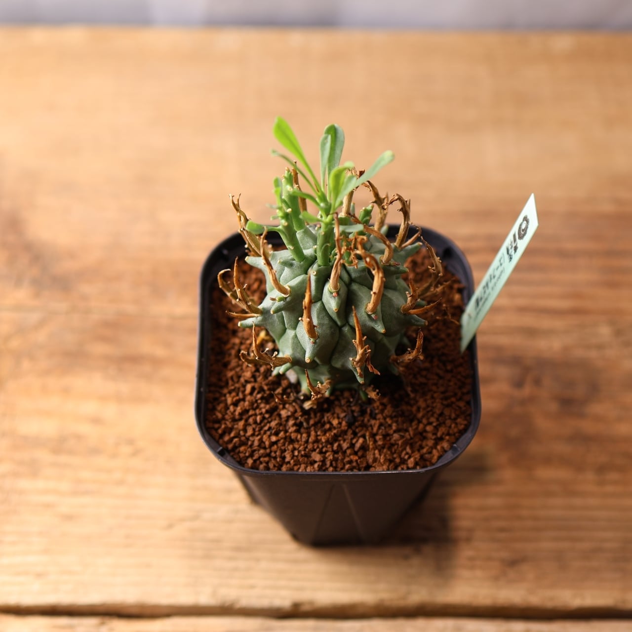 354 空へ突き上げる大地のツノ『実生ユーフォルビア 闘牛角』観葉植物