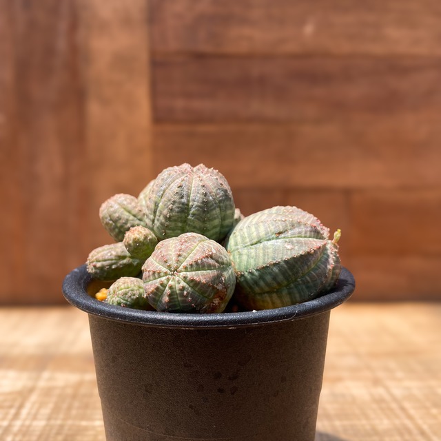 Euphorbia Obesa【ユーフォルビア・仔吹きオベサ】