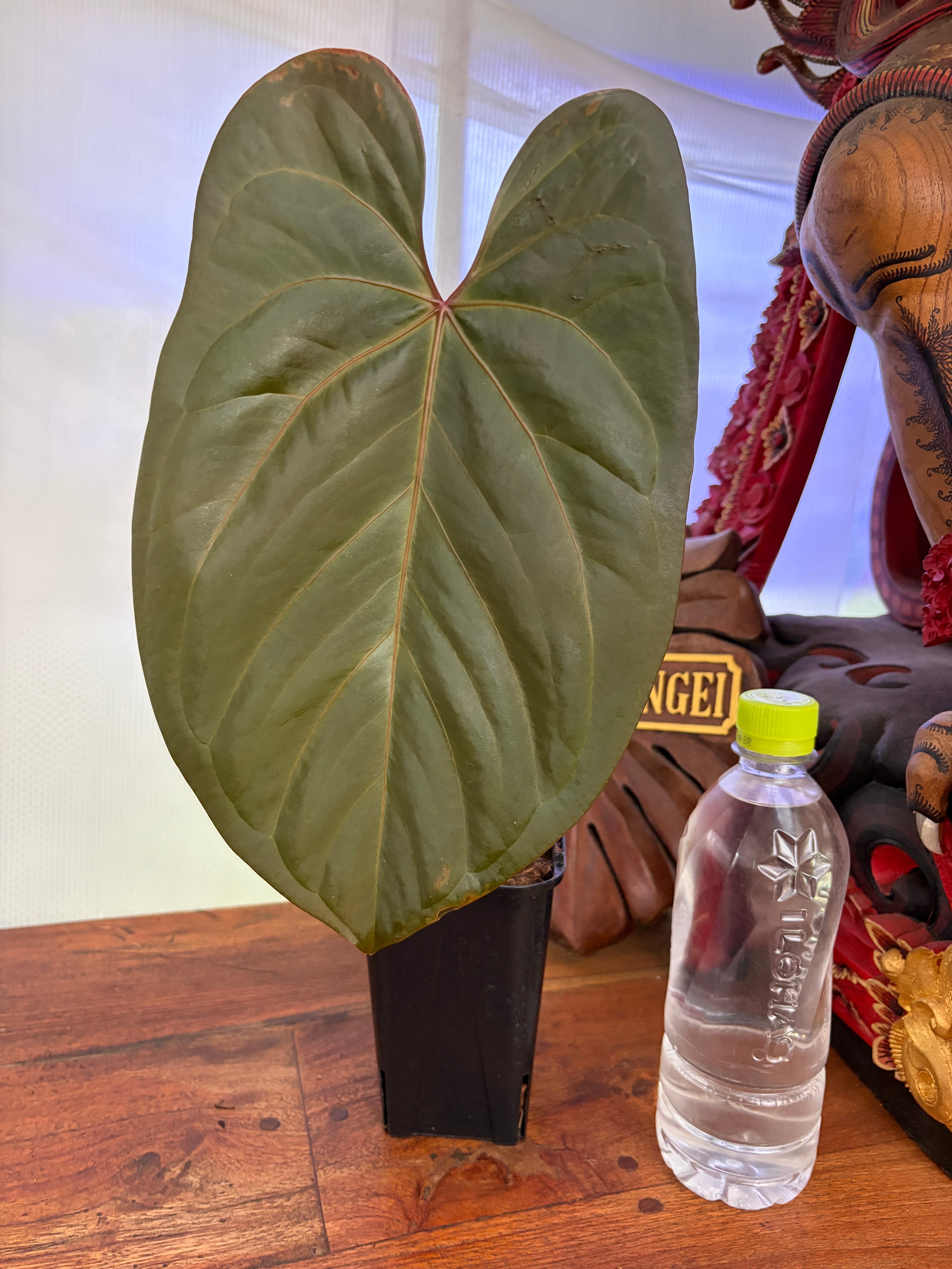 Anthurium | BALI-AN 園芸