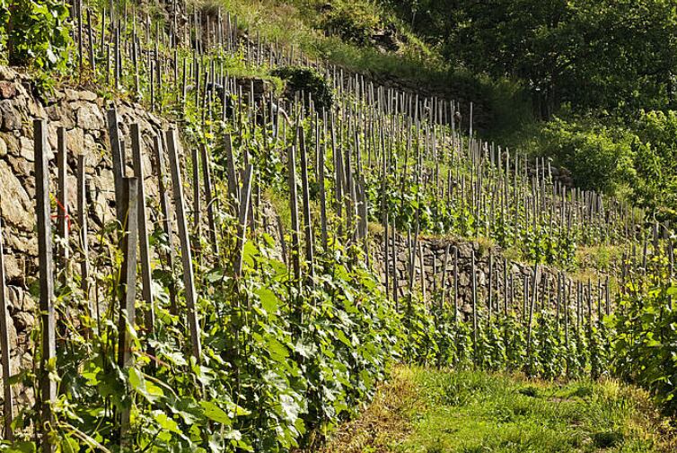 新VT【プラーガー】グリューナー・フェルトリーナー・ヒンター・デル・ブルグ フェーダーシュピール　2023