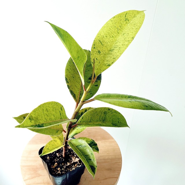 フィカス ジン 観葉植物 calm cafe