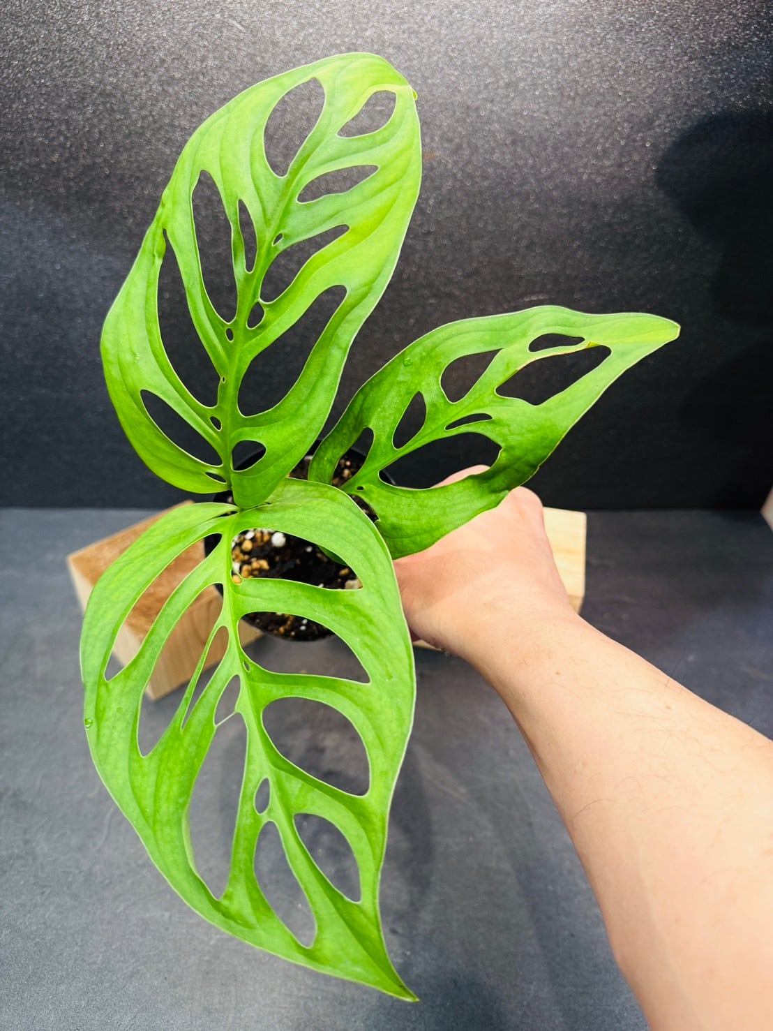 モンステラ・エスケレート 4号 | 観葉植物と雑貨のお店 VIVAGREEN