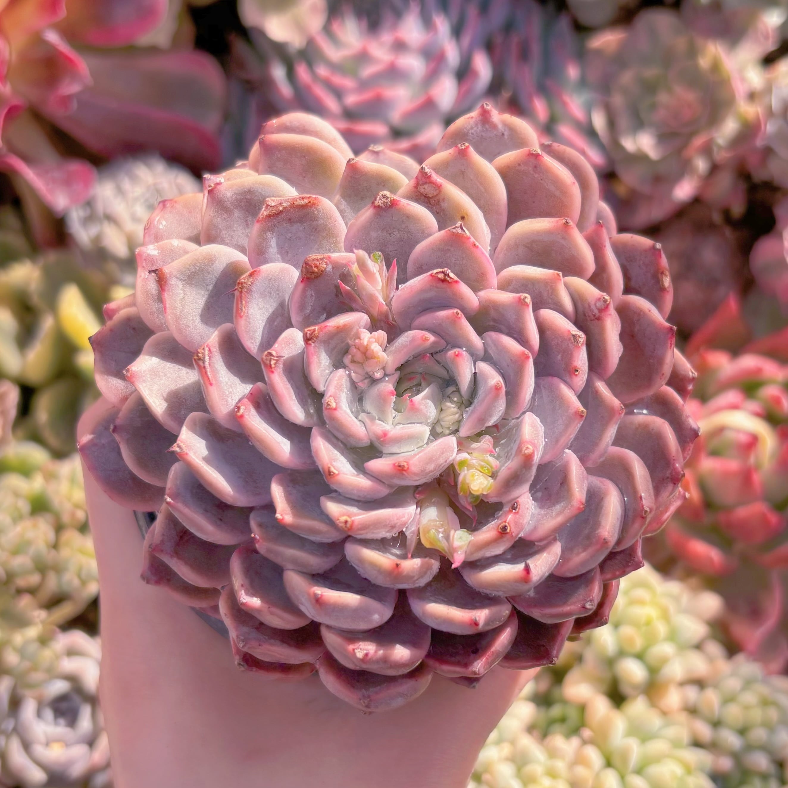 現品　ピンクザラゴーサ#635　大苗　るる農園