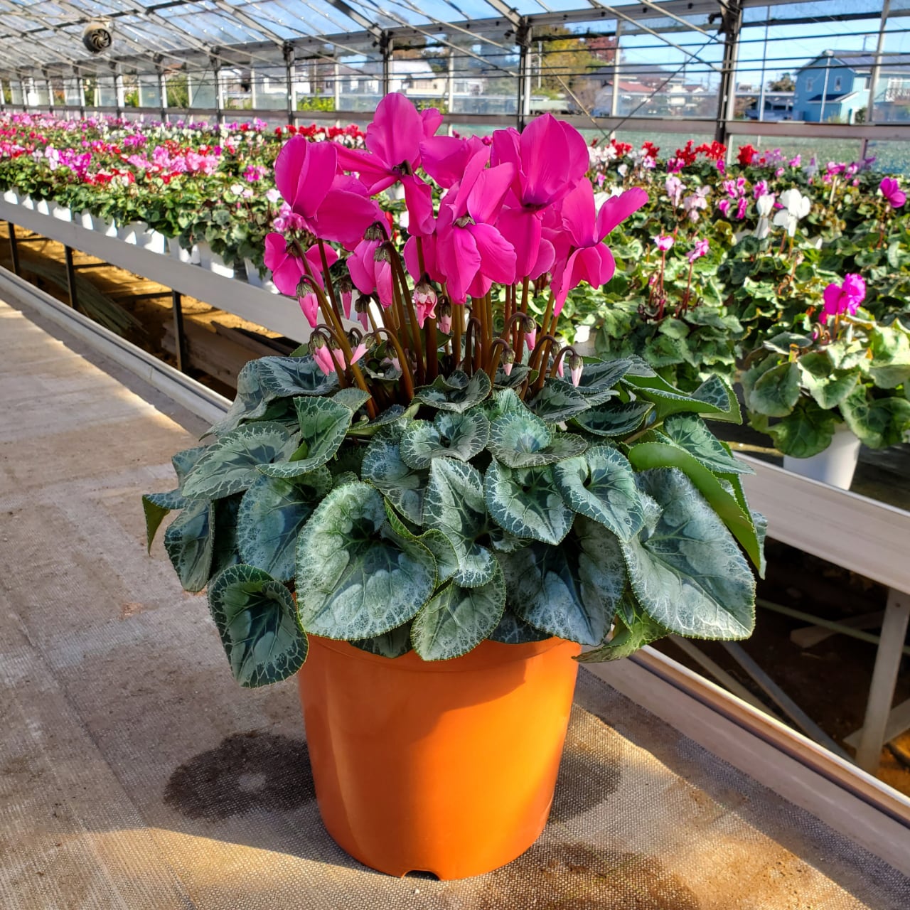 4937f2f4f9a48396ab798211350a58