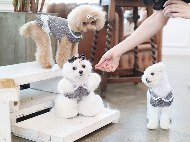 フラワーワンピース  /  犬服 ワンピース お出かけ 小型犬 中型犬 可愛い ドッグウェア 犬の服 ドレス お揃い