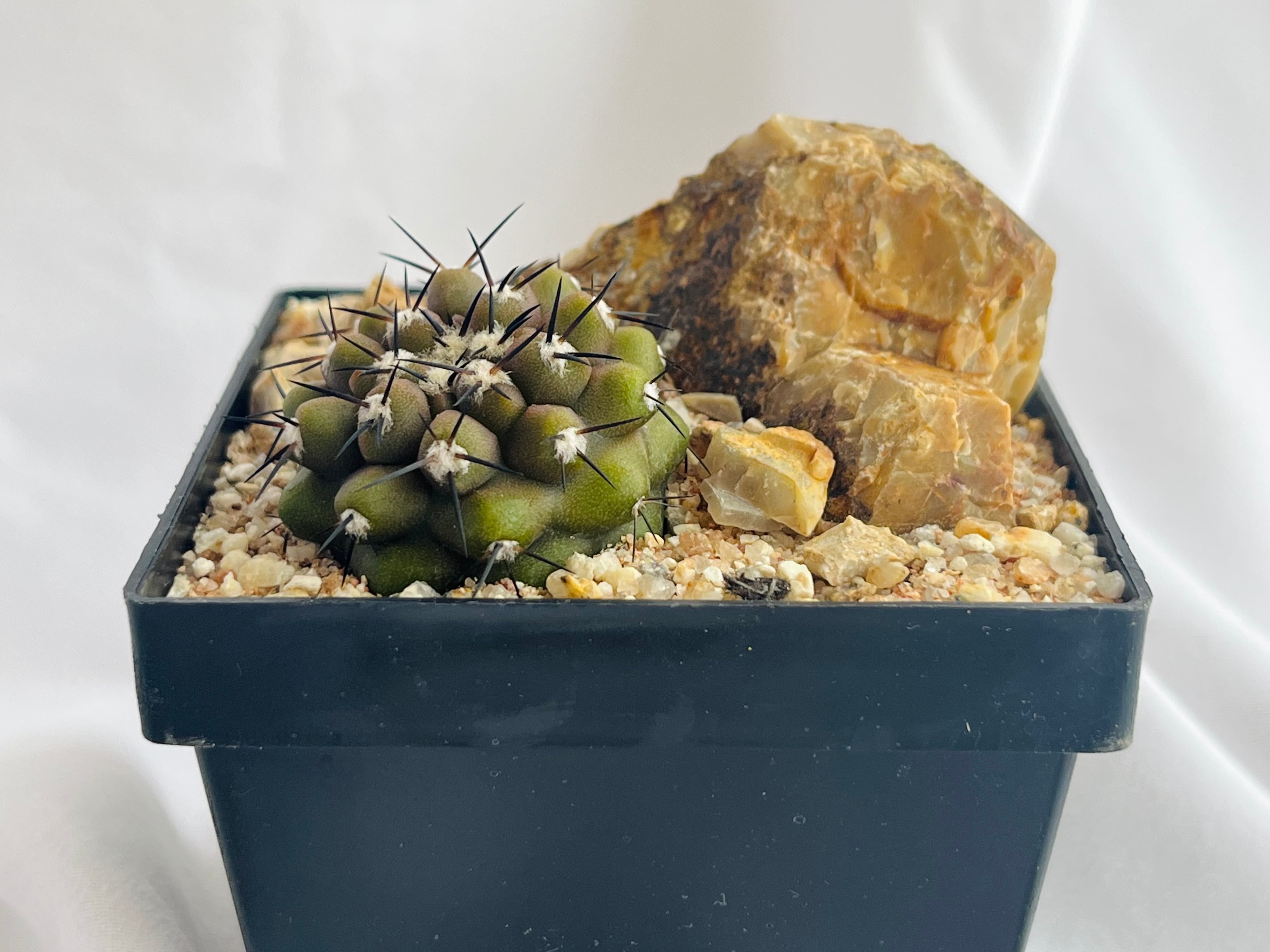 美株　選抜　Copiapoa　コピアポア    コルムナアルバ　孤竜丸