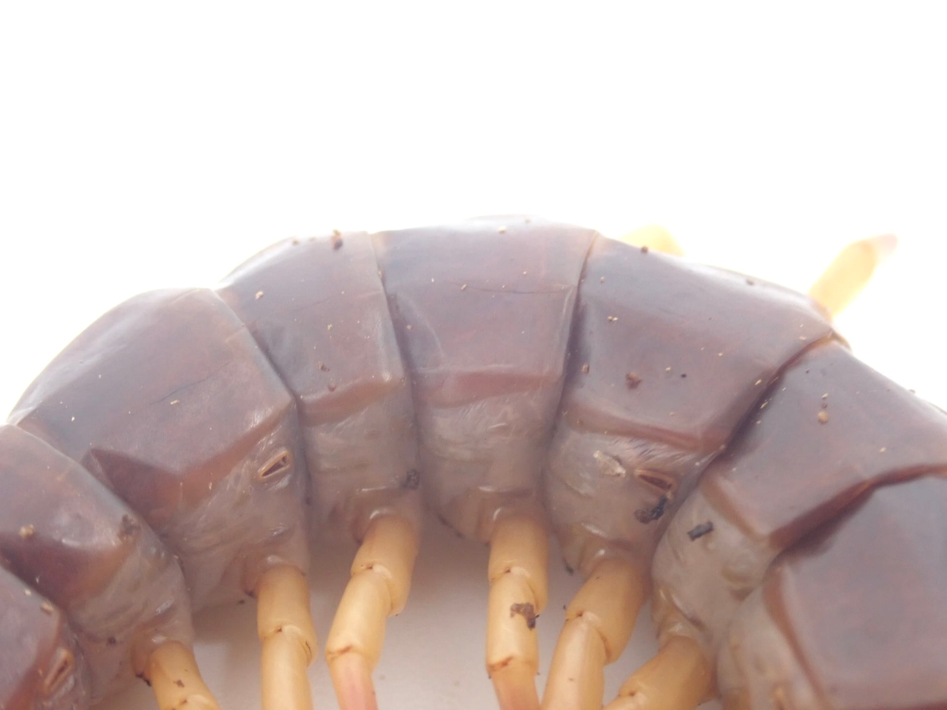 タイ チェンマイ産 オオムカデ