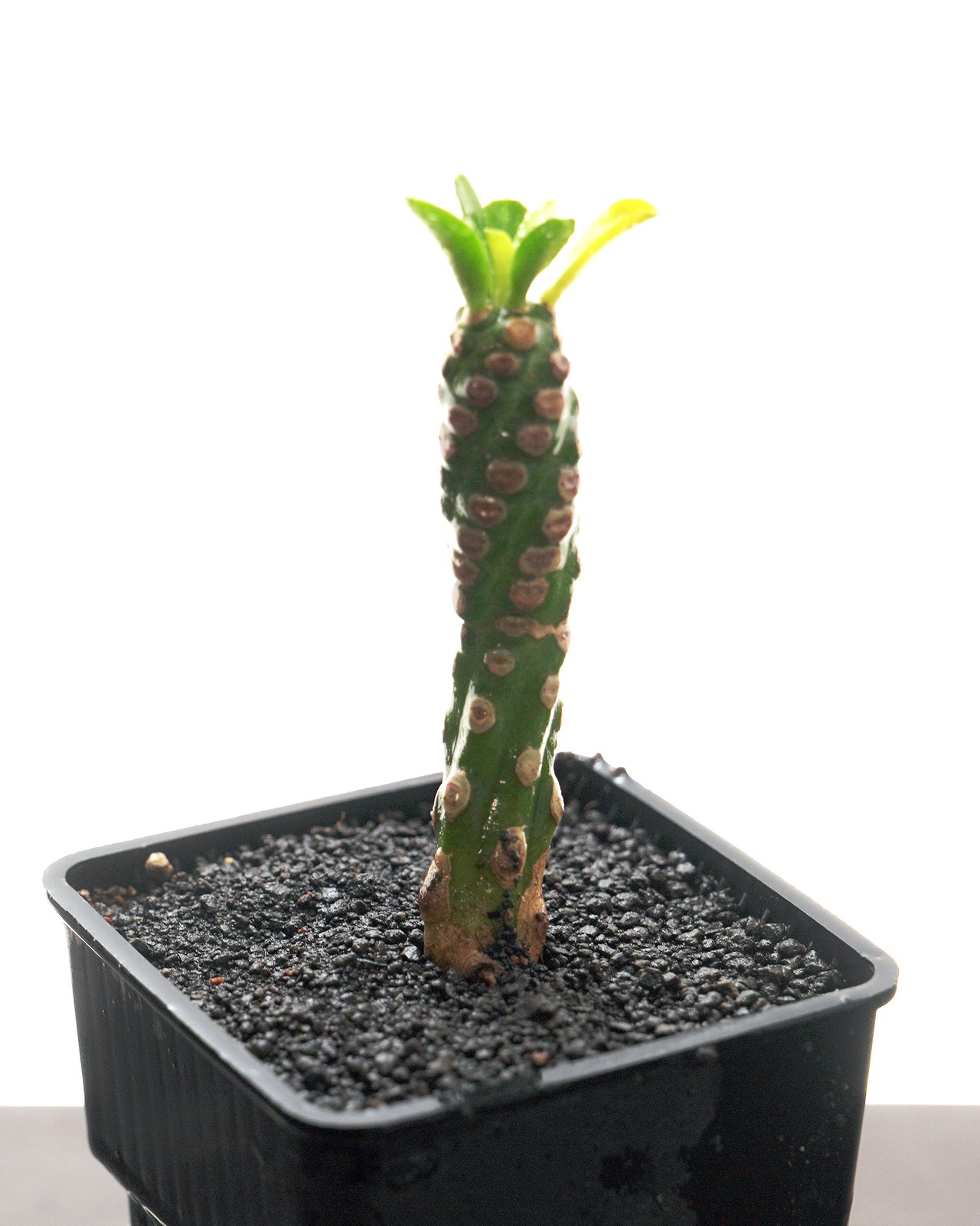 未発根苗 ユーフォルビア ロイレアナ イネルミス Euphorbia royleana f.inermis