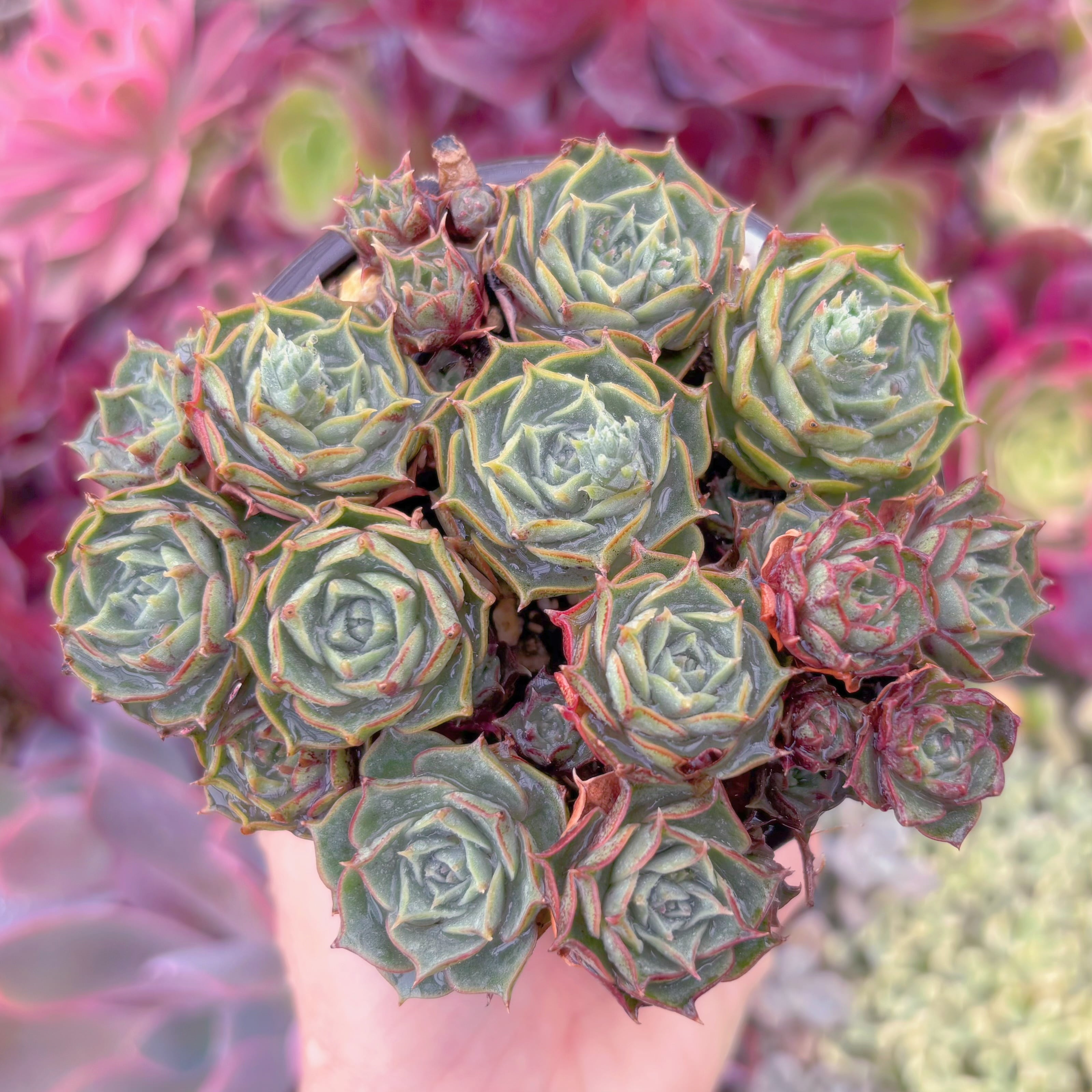 現品　ヨロッパロンギシマ#841　るる農園