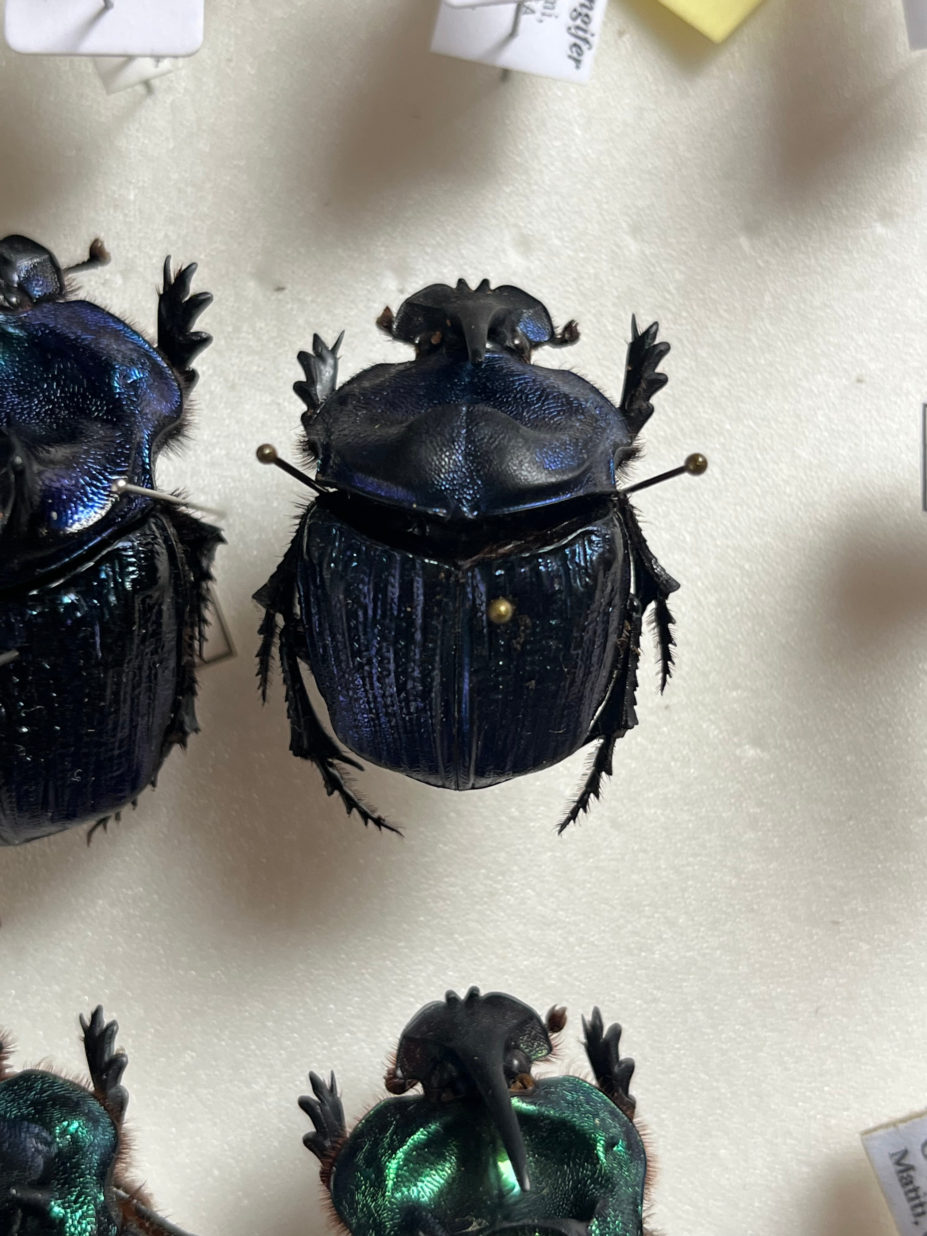 36mm♀】ランキフェルオオニジダイコクコガネ ランキフェール昆虫標本