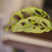 モンステラ オブリクア ペルー|Monstera Obliqua Peru|観葉植物