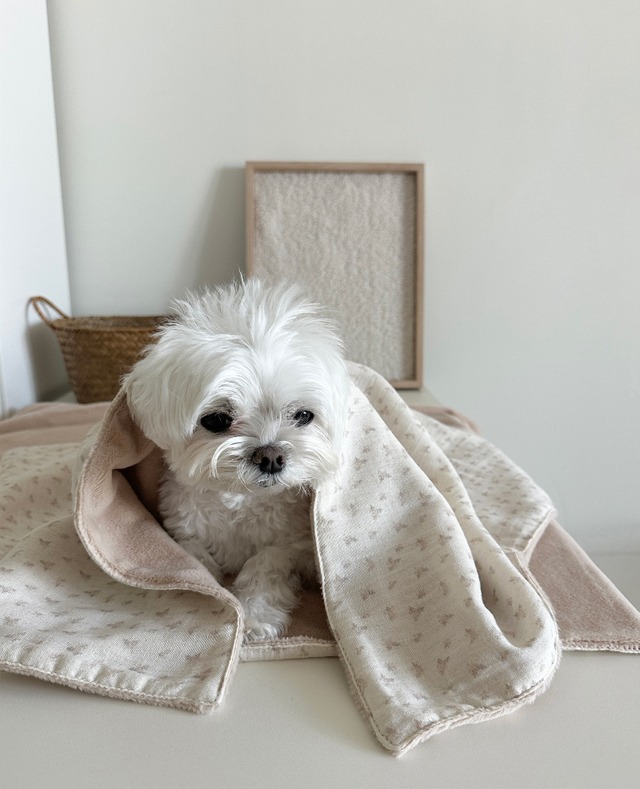 〈予約アイテム〉EYOU / ベルア ブランケット