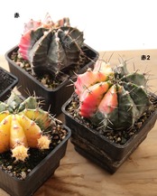 抜き苗 ギムノカリキウム 緋牡丹錦 M Gymnocalycium mihanovichii var.friedrichi f.variegata