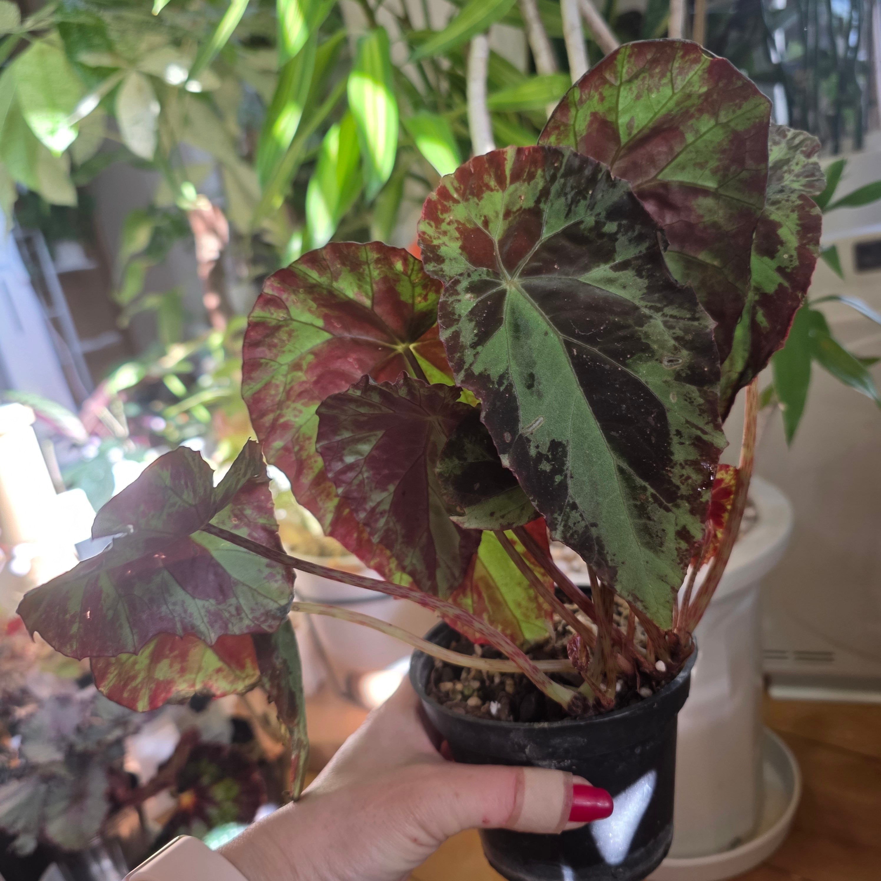 ベゴニア | HAPPAX