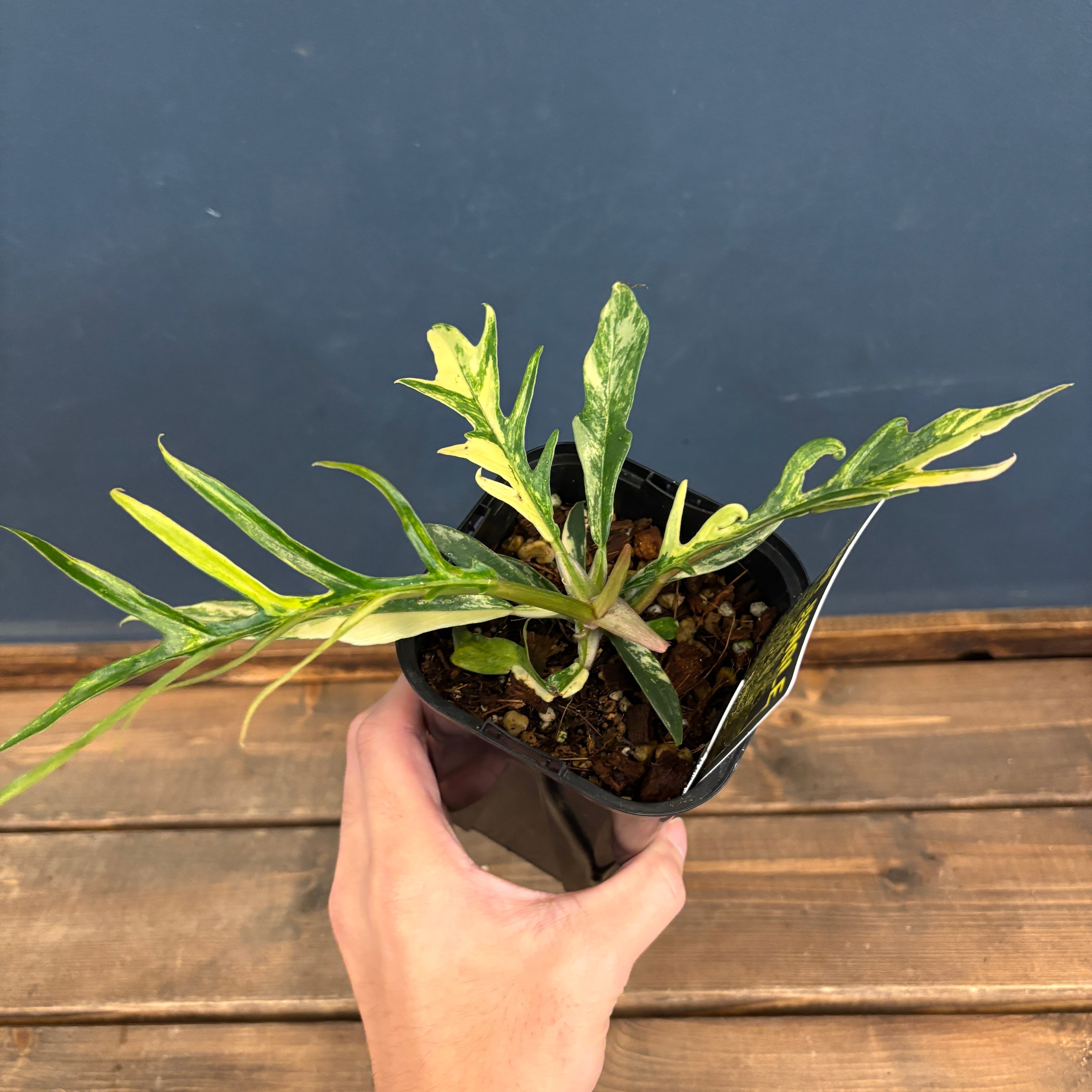 テ*ー様 39 S&P フィロデンドロン　トータム　斑入り　美斑 39 S&P フィロデンドロン トータム 斑入り 美斑 園芸ネット本店