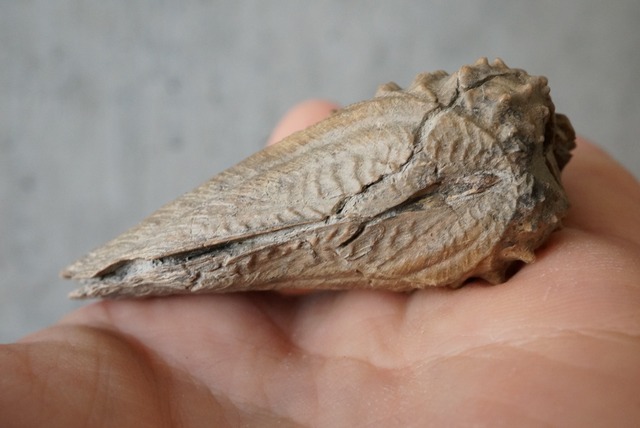 ミオフォレラ化石  Myophorella clavellata