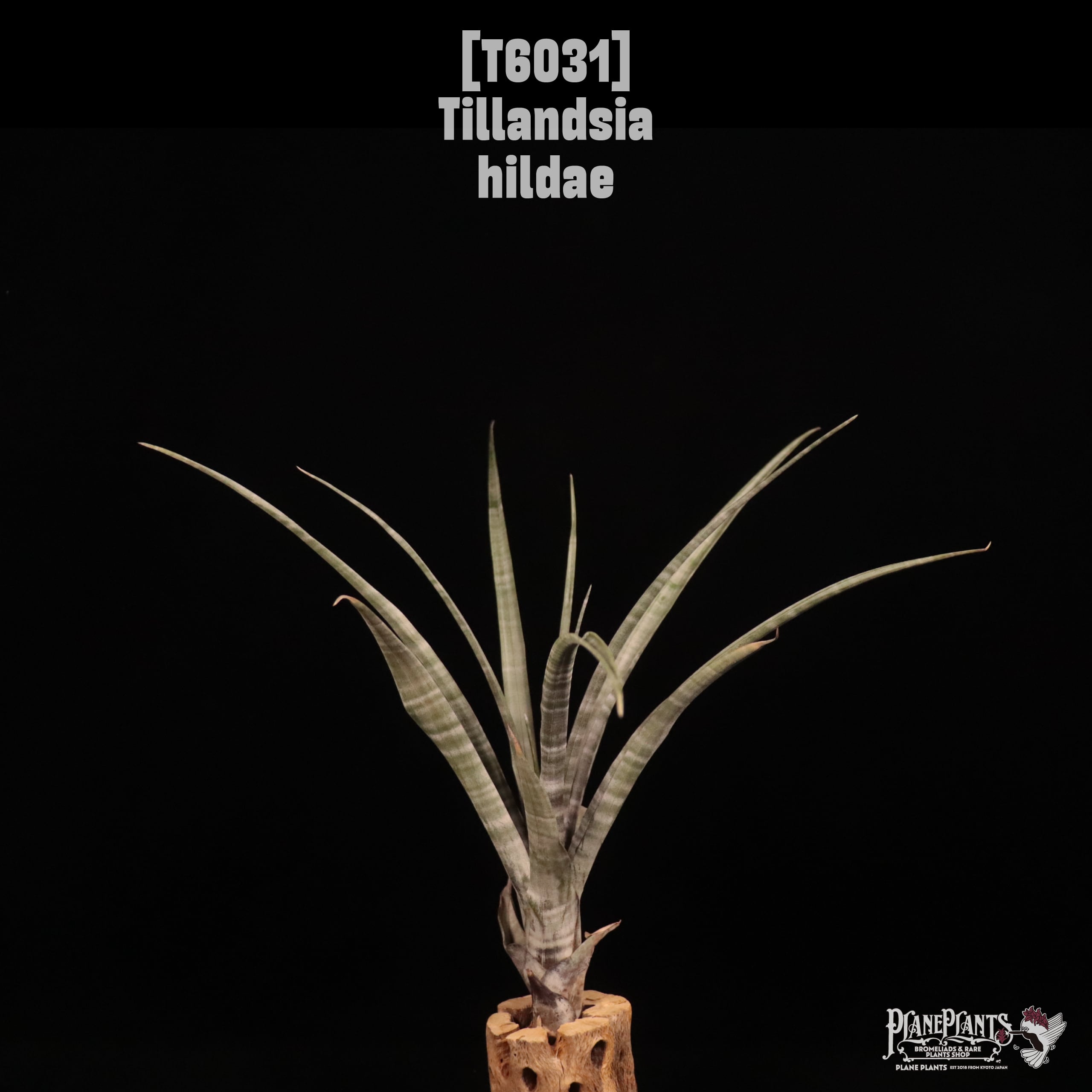 Tillandsia hildae〔ティランジア〕T6031