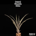 Tillandsia hildae〔ティランジア〕T6031
