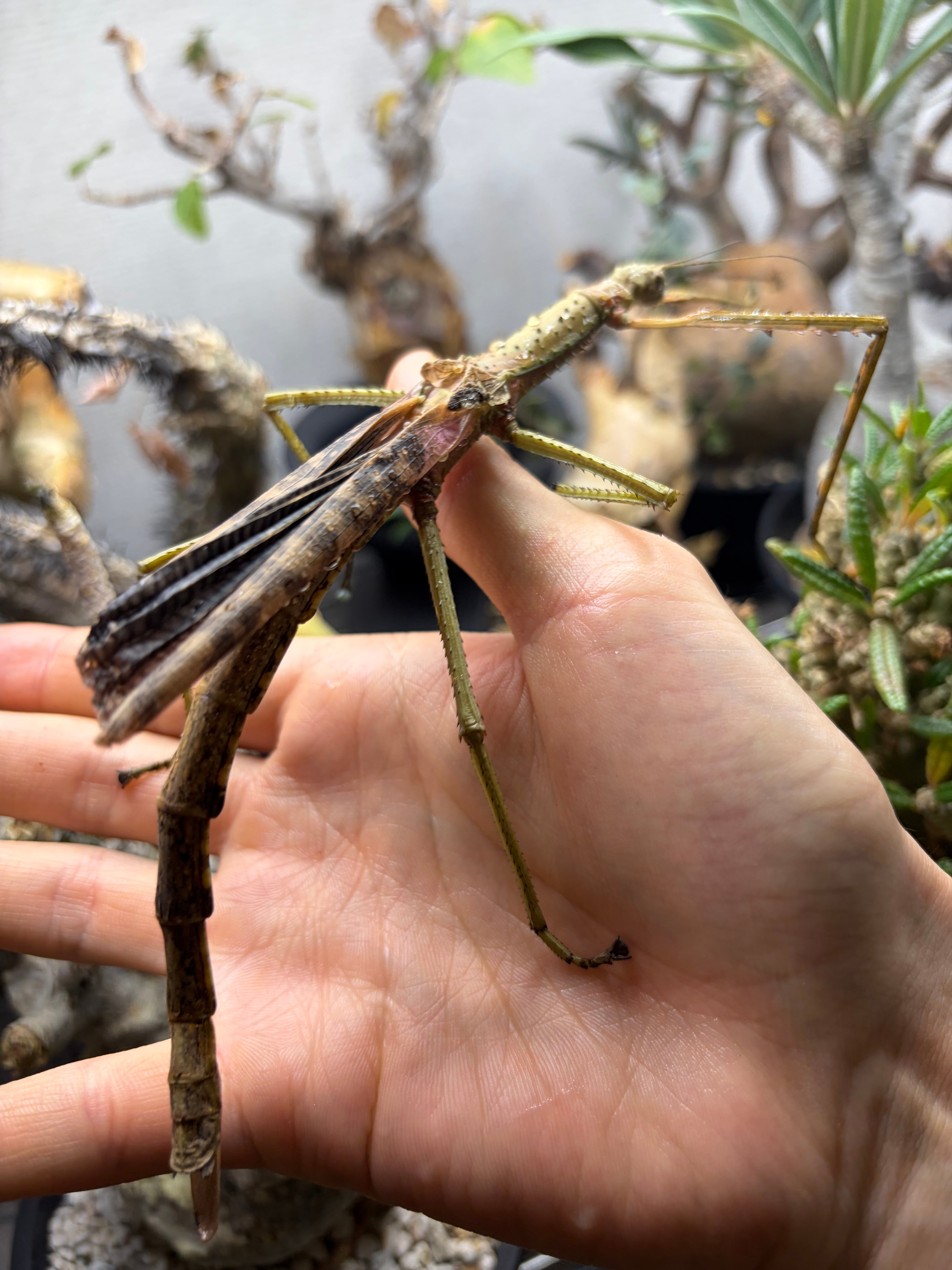 ♂】オオアゴヘビトンボ 奇蟲 タランチュラ ムカデ 標本 昆虫標本 蜻蛉