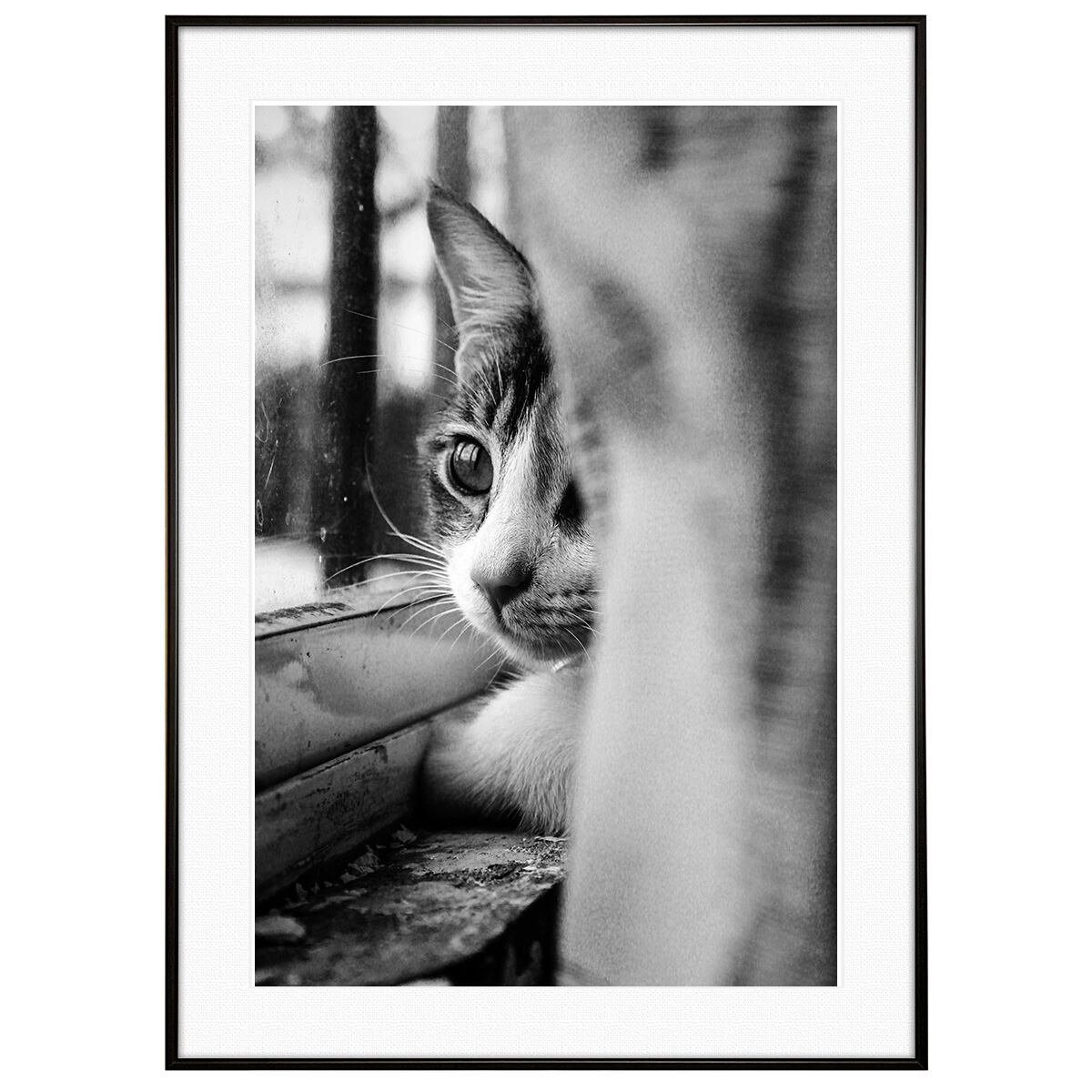 動物写真 街中の猫 インテリア モノクロアートポスター額装 AS4598