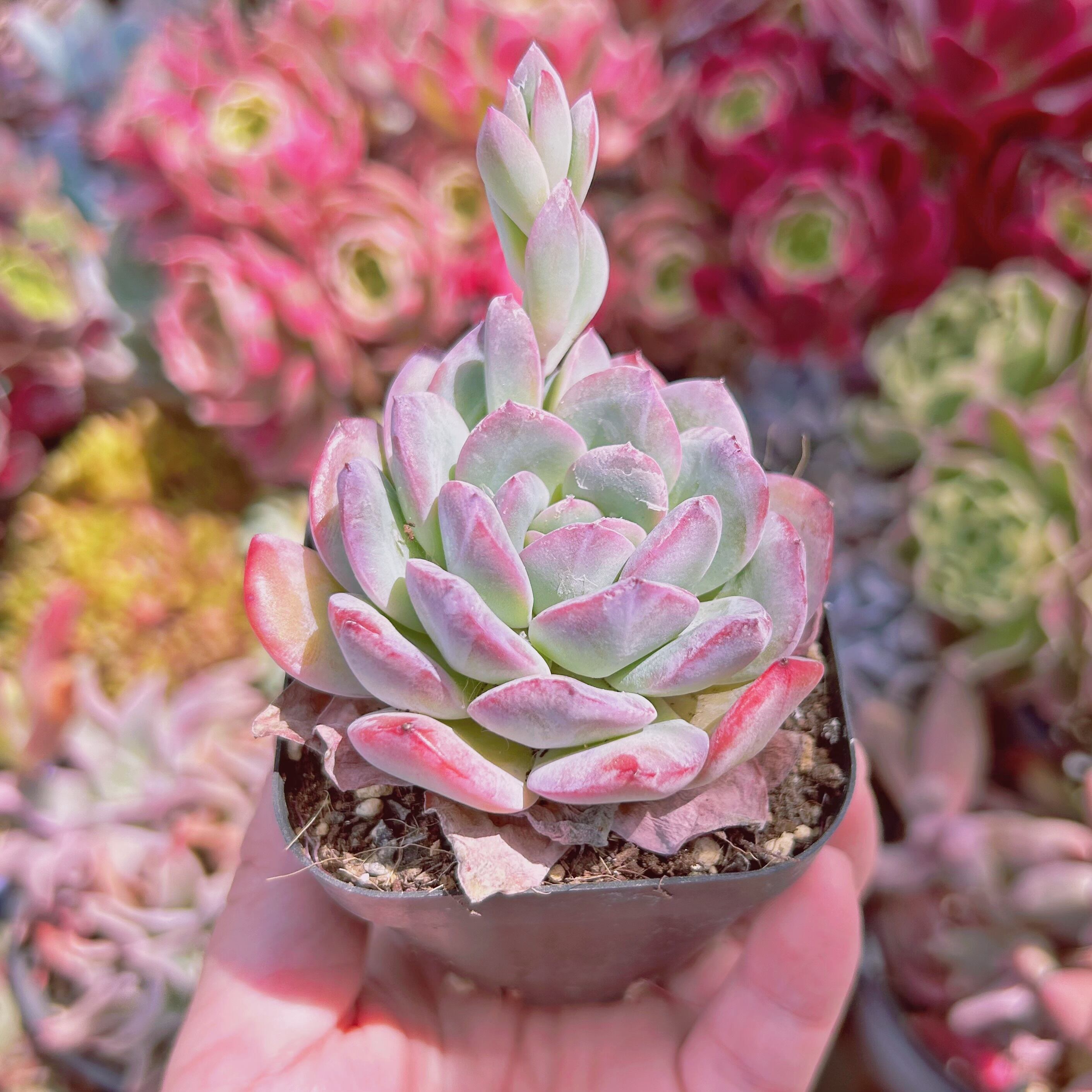 Agave gentryi Jaws アガベ ジェントリー ジョーズ 種子50粒