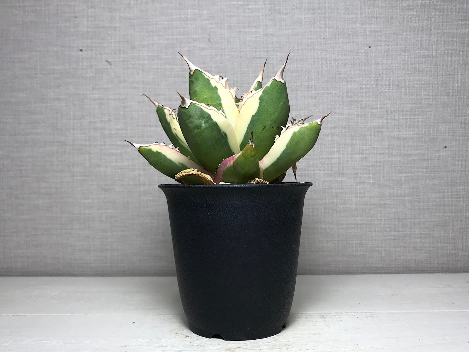 アガベ チタノタ ’スナグルトゥース’