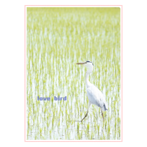 アオサギ　クリアファイル★野鳥大好き