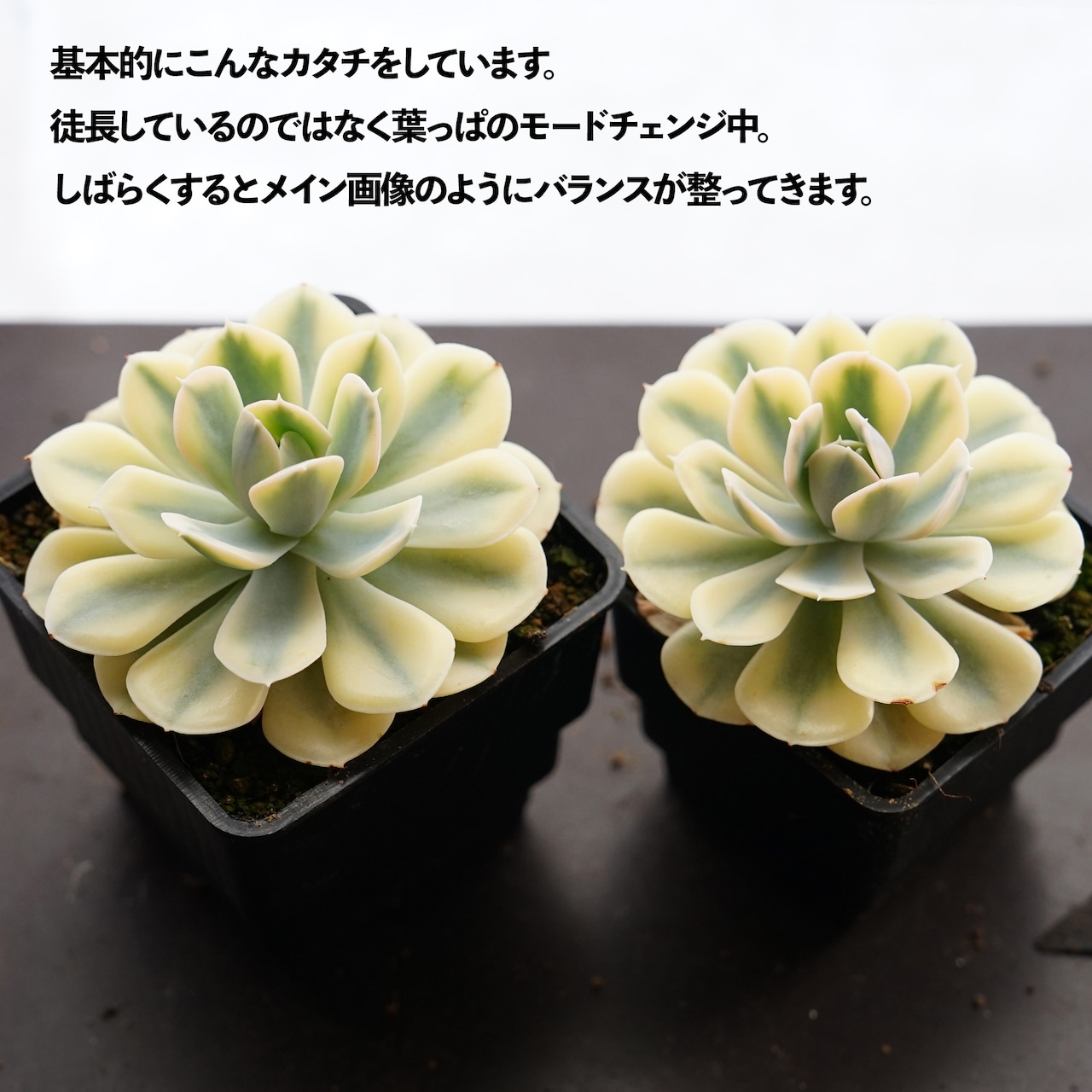 抜き苗 ルンヨニー錦 Echeveria runyonii f.variegata