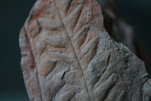 ポーランド産シダ植物化石 Lonchopteris bauri 1635