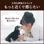 コピー：【送料無料】カテキンキューブ 4個セット｜ 犬用おやつ/ドッグフードのペットフードショップ ホウワ