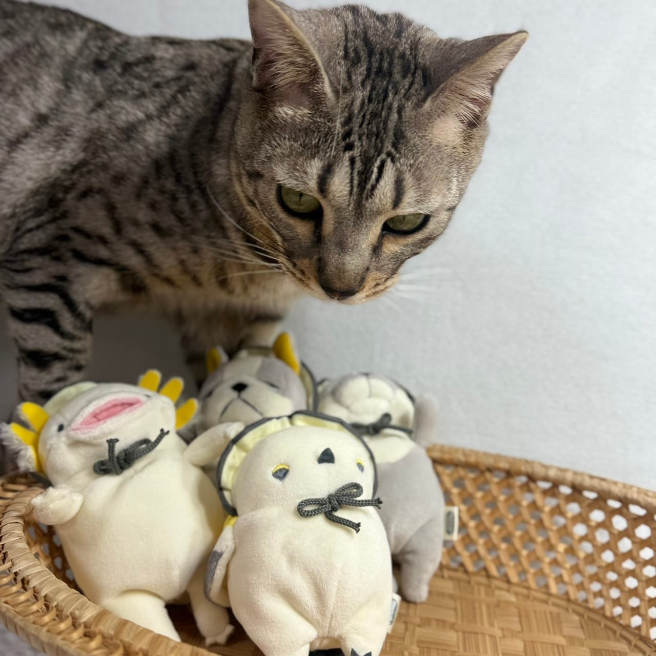 もちシリーズ 牡蠣 カワウソ | TORCH-Online Shop-