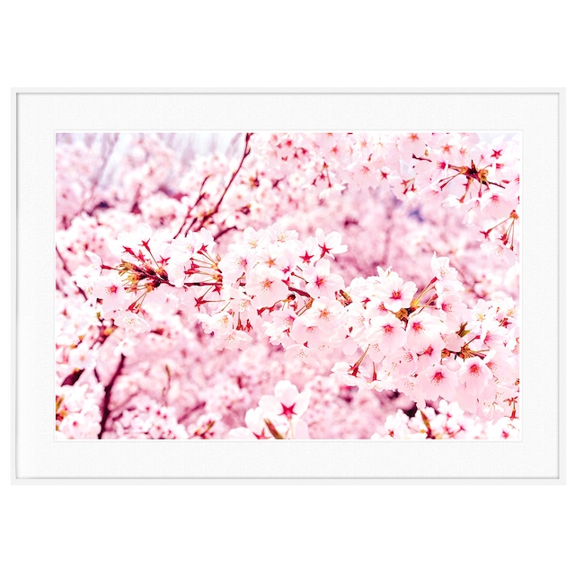 春写真 ピンクの桜 インテリアアートポスター額装 AS3227