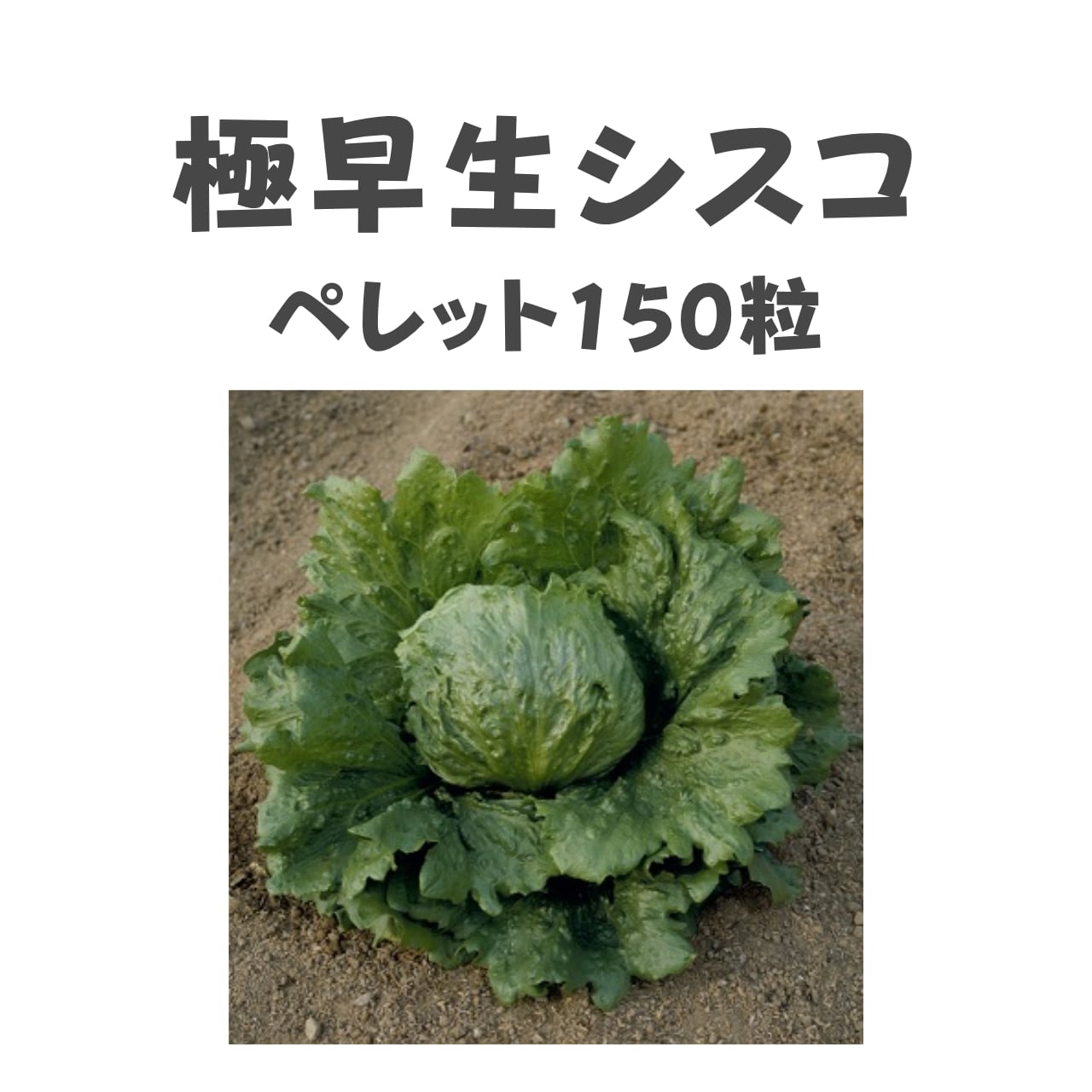 極早生シスコ レタス種子・ペレット150粒