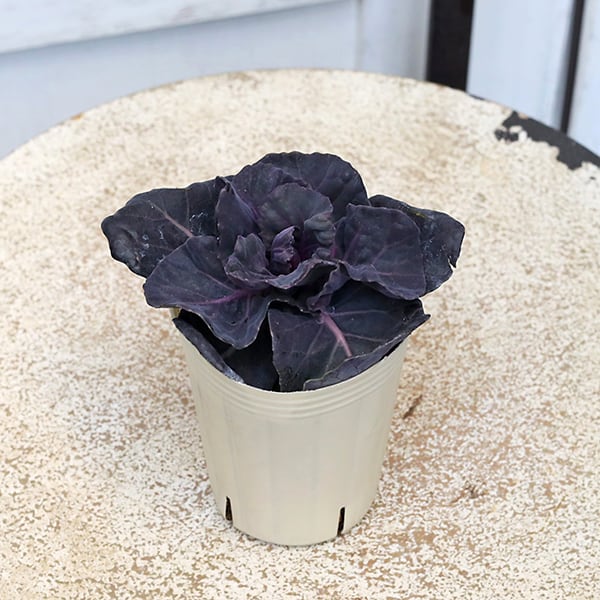 値下げセール 花苗 葉牡丹 ハボタン プレミアムアンティーク ブルーム