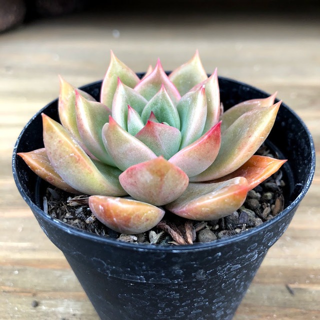 プレトリア Echeveria Pretoria