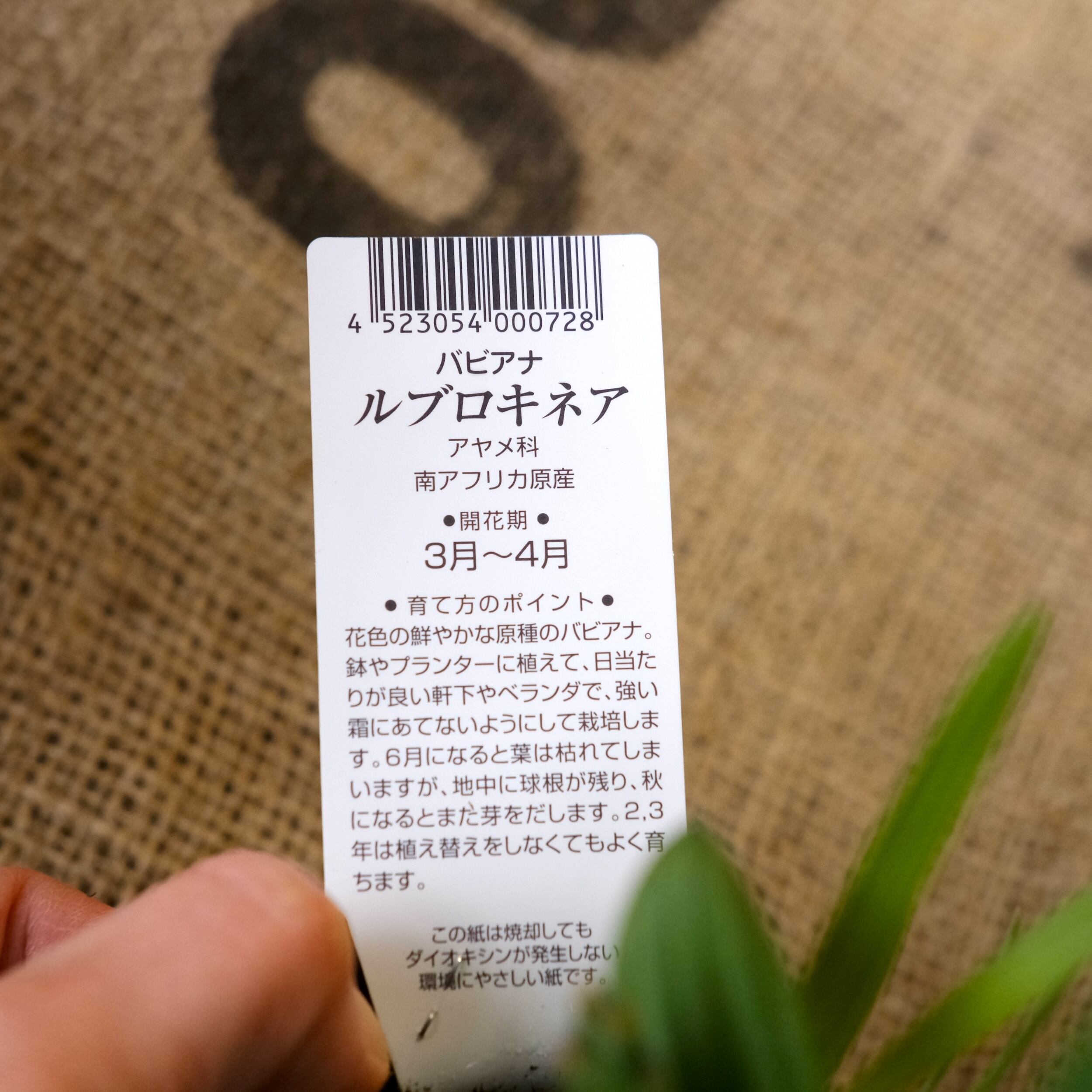 u*0様 3597☘️蕾花付き☘️超レア☘️⭐️ヨシノ交配⭐️小輪⭐️ピコベイン 美しい青花！ バビアナ 《 ルブロキネア 》 | グリーンギャラリー