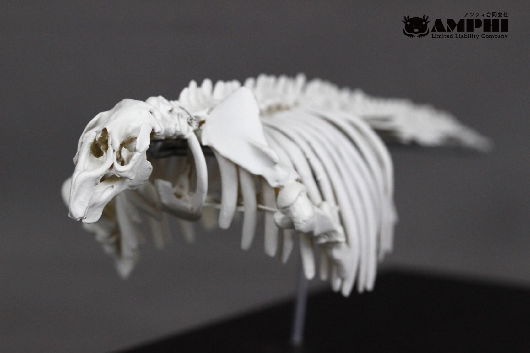 約8㎝】 ツキノワグマ 縮小頭骨模型【頭骨標本】 | アンフィ合同会社