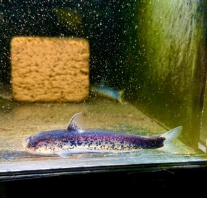 メタリックブルーカンディル