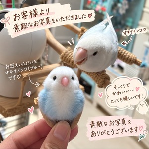 インコ ブローチ ストラップ 鳥 グッズ ぬいぐるみ ふわふわ 小鳥 セキセイインコ オカメインコ コザクラインコ オキナインコ 鳥好き かわいい リアル アクセサリー バッグチャーム キーホルダー プレゼント ギフト 商品画像12