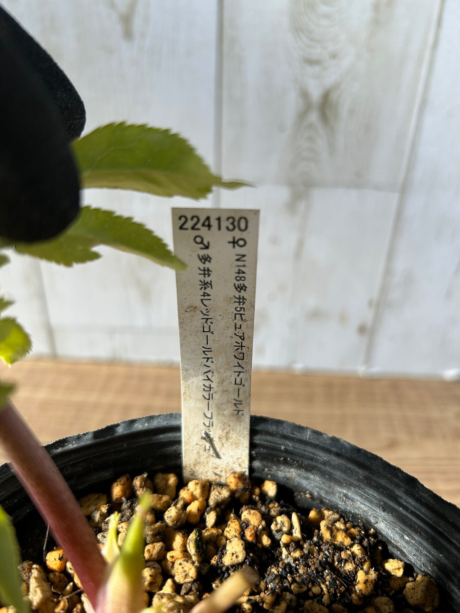 ≪EC≫クリスマスローズ（加藤農園）ディオーネ CR-KT039 [サイズ: 4.5