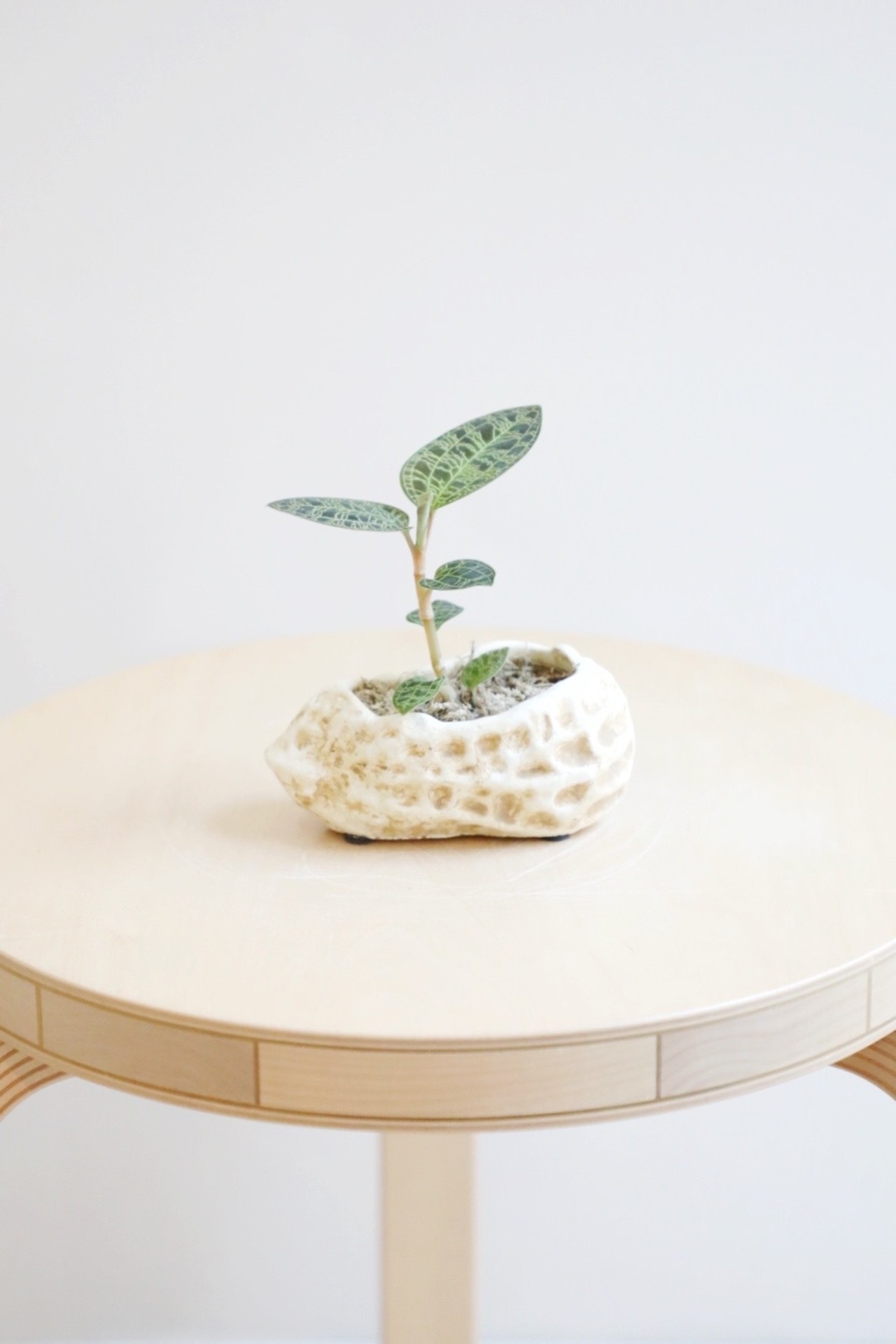 【S】マコデス ペトラ/Macodes petola