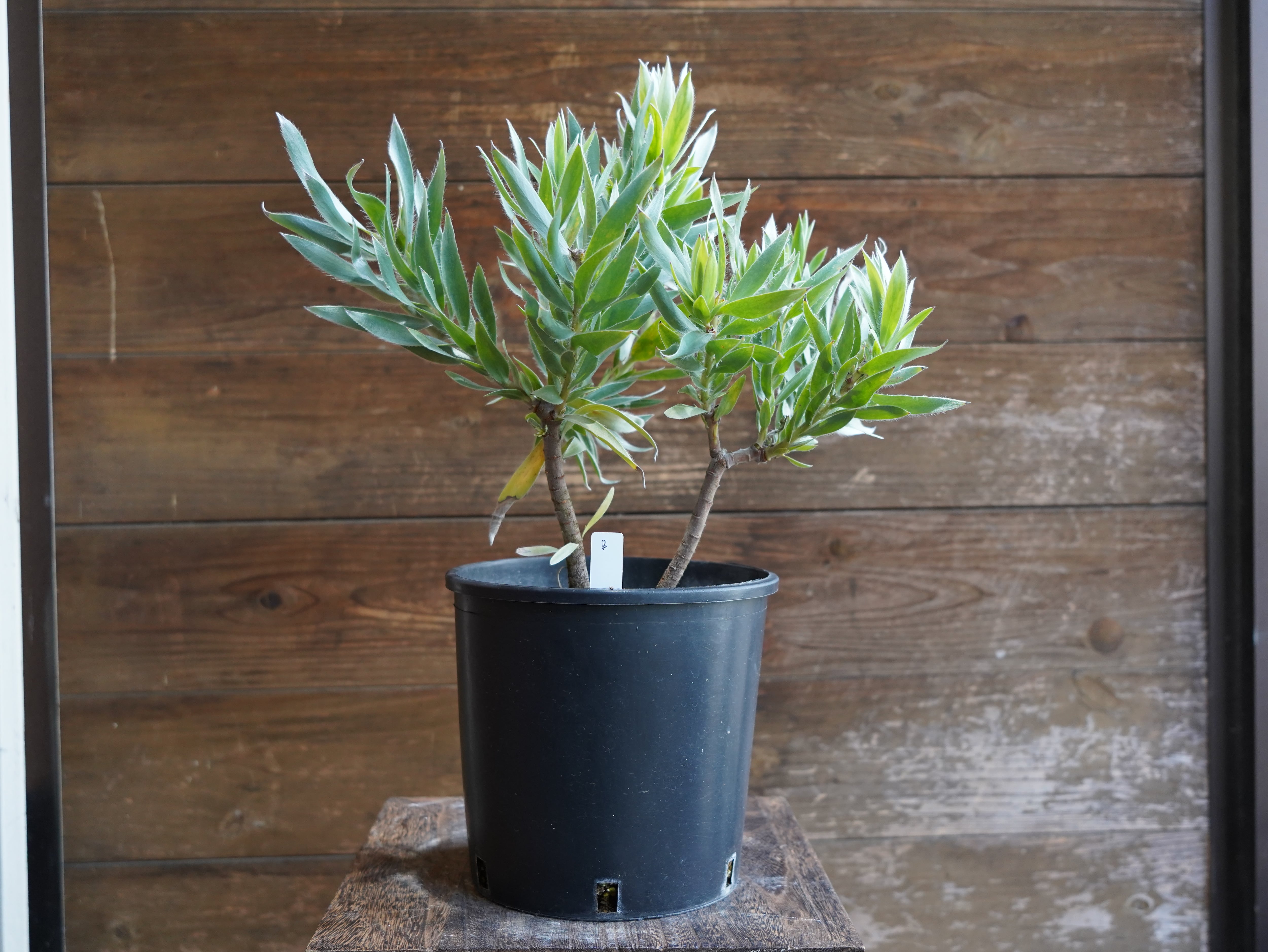 【現物】リューカデンドロン　”シルバーアフリカーナ”　B