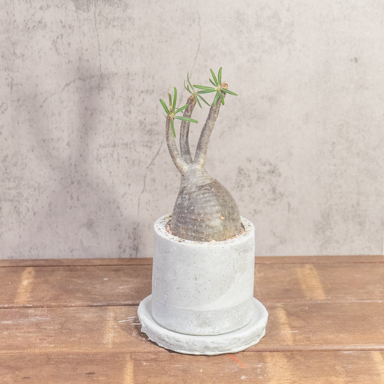 グラキリス（胴回り23cm）｜すらりと伸びた枝が美しい上品フォルムの塊根植物【発根済】【モルタル鉢仕立て】