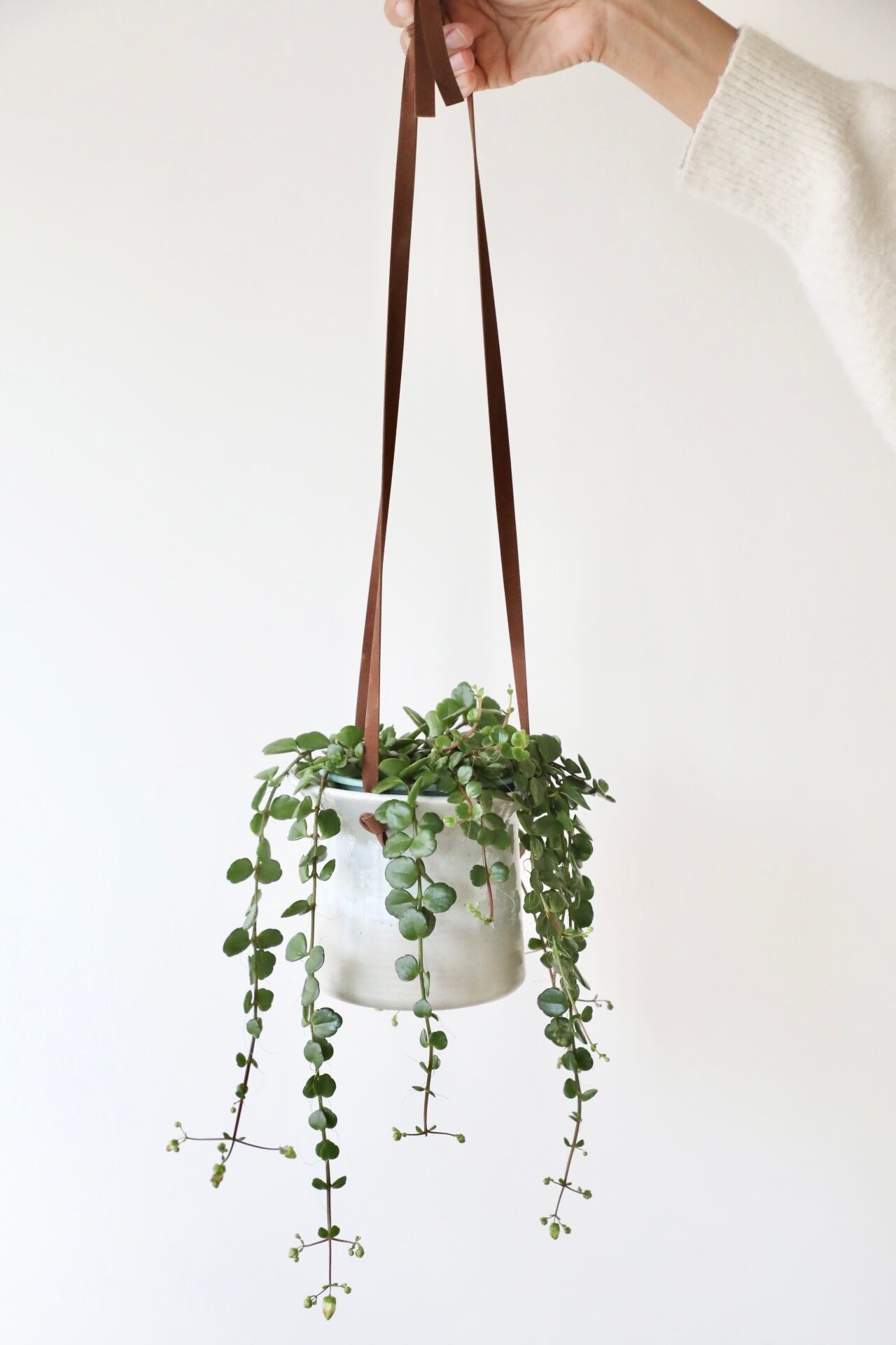 S】カランコエ フィフィ/Kalanchoe phiphi ※北欧ハンギングポット付き