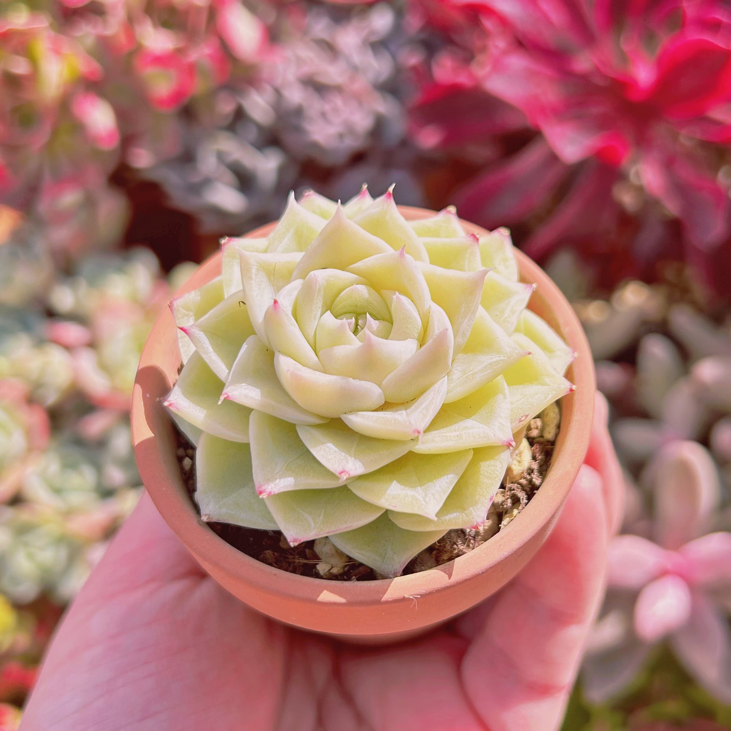 567現物 多肉植物 Echeveria ホワイトスワン | るる農園~多肉植物専門
