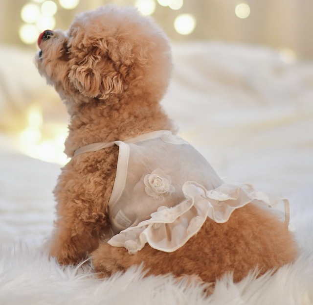 【alatte_molatte】予約販売　 Rose Nash Dress（全2色）