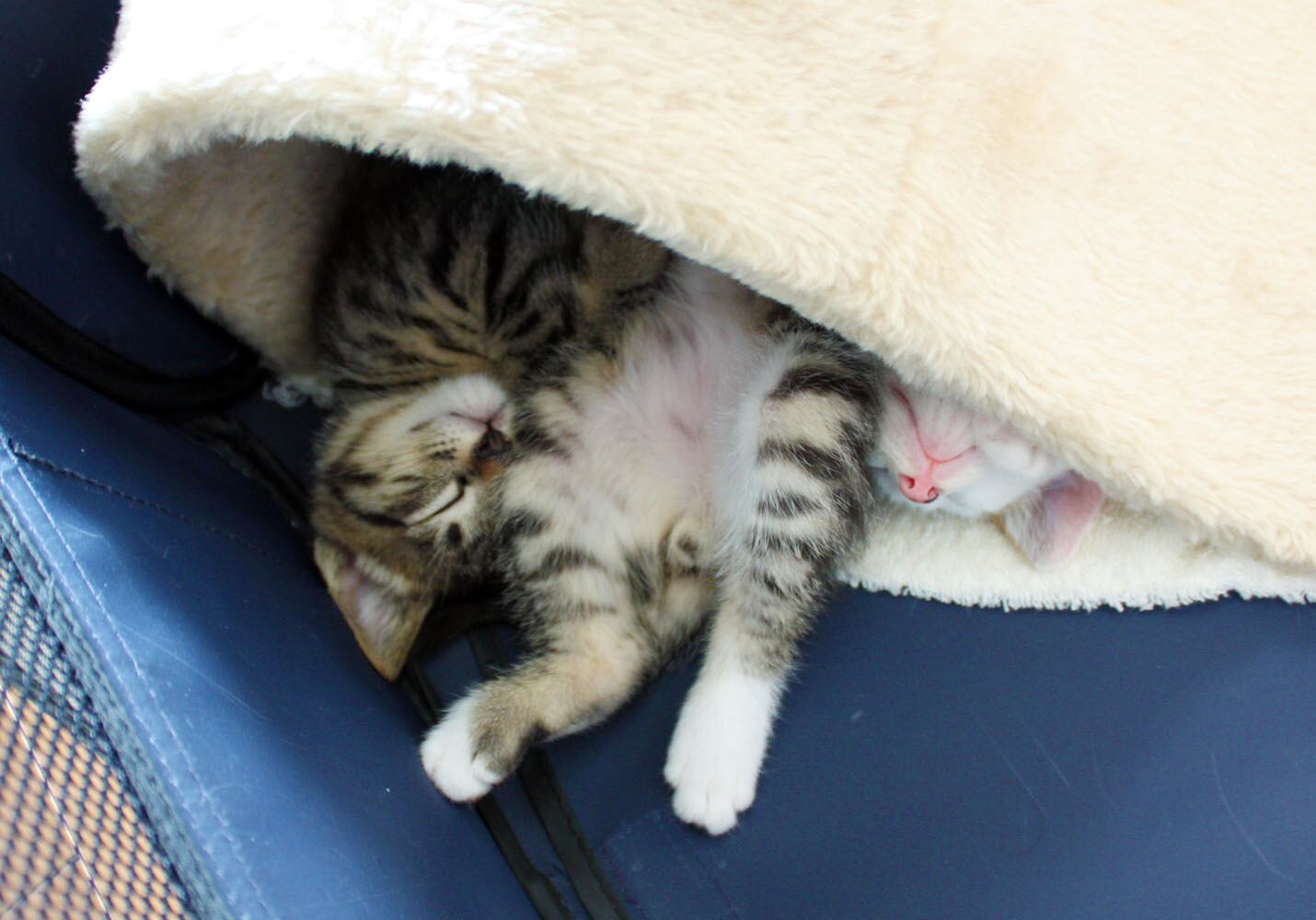 猫 ポストカード The Cat who....集団睡眠 保護猫ブラザース(3) 10x14.8センチ(cm)官製はがきサイズ 猫写真 はがき ねこ葉書 ネコハガキ Postcard アイとちび