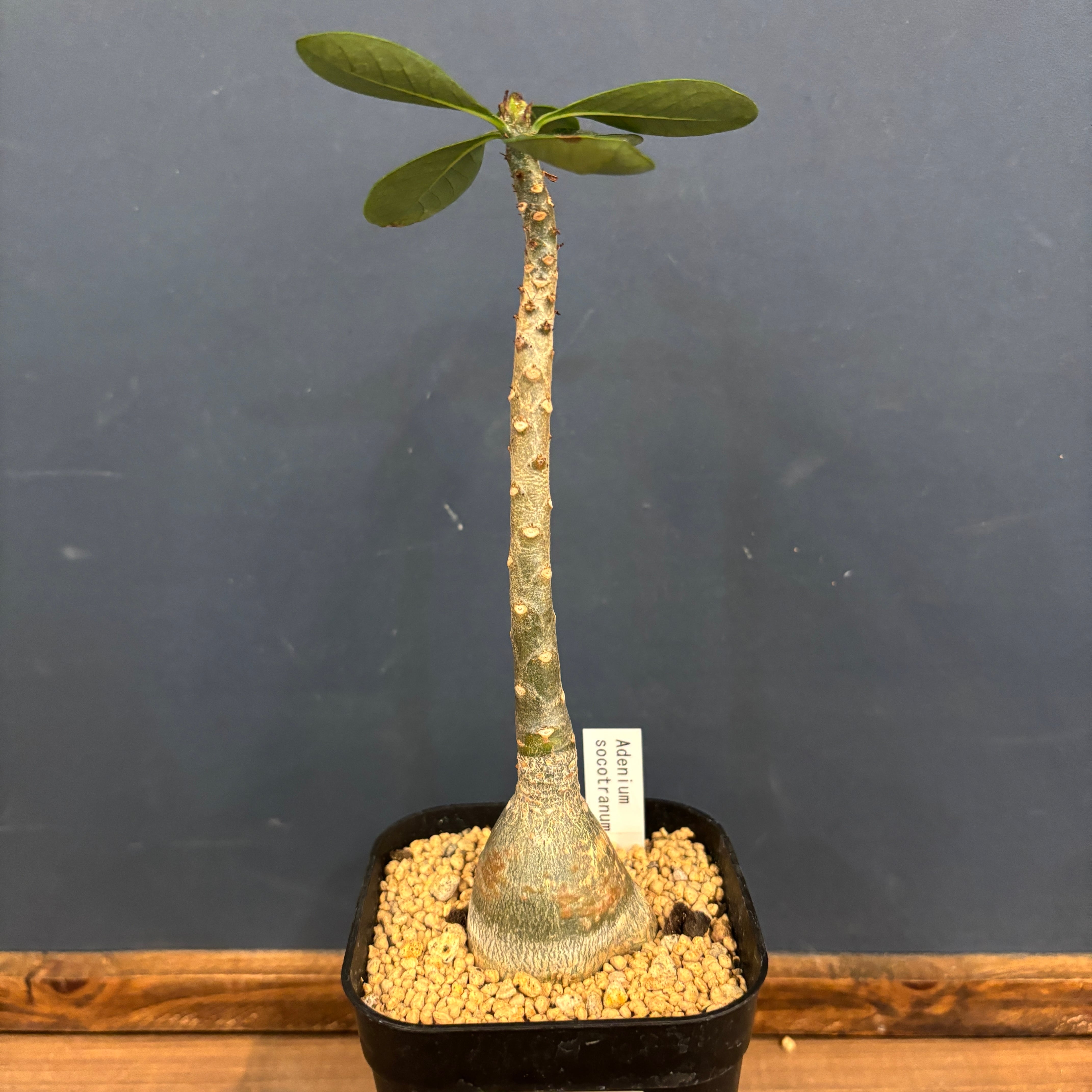 アデニウム ソコトラナム【296】 | PROTOLEAF プロトリーフ