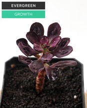 一部発根済カット苗 丸葉紅司 コブ付 M Echeveria nodulosa